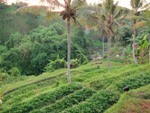 Land for sale in Ubud